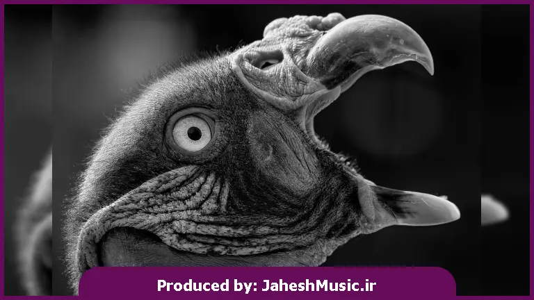 دانلود آهنگ دلم با تو دیگه یکی نمیشه 